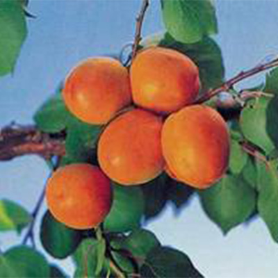 Goldrich Apricot Trees