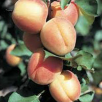 Castlebright Apricots