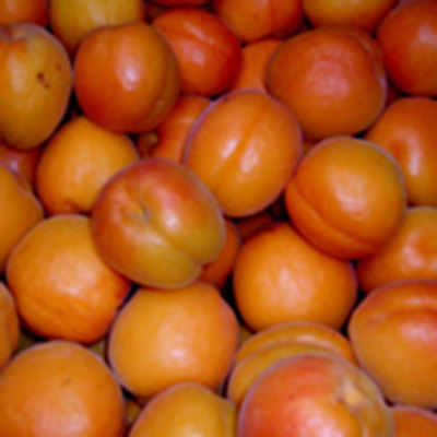 Early Ril Apricots