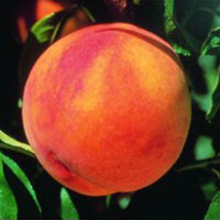 Glohaven Peach Tree