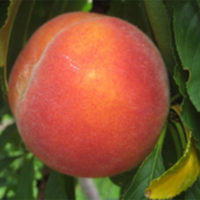 Improved Flavourcrest Peach Tree