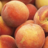 Paragon Peach Tree