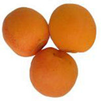 Sundrop Apricot Trees